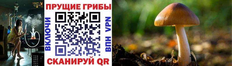 Псилоцибиновые грибы Cubensis  Купить закладки  Димитровград 